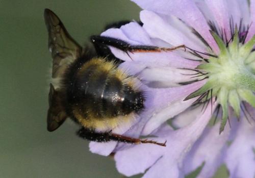 Bombus campestris